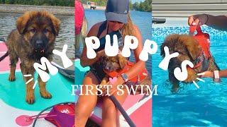 German Shepherd Puppys First Swim 