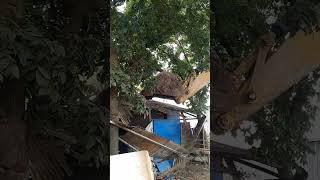 Ramadan Puluhan Warung Esek-Esek di Kudus Dibongkar #shorts #viral #muriatv