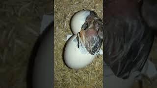 Chicks Hatching in Incubator #Viral #Shorts