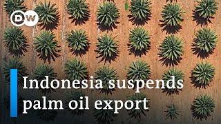 Oil crunch Indonesia introduces palm oil export ban  DW News