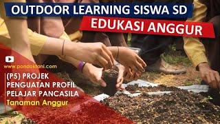 Siswa SD Belajar Wirausaha Pertanian di Pondok Tani Projek Penguatan Profil Pelajar Pancasila