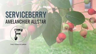 Amelanchier Allstar  Serviceberry