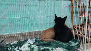 Kelakuan Dua Anak Kucing Mau Tidur ● Kucing Oyen vs Kucing Itam