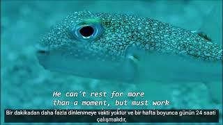 Puffer Fish Creates This Blue Water Art Kirpi Balığının Mavi Sulardaki Sanatı-Türkçe Altyazılı