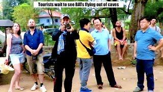 Bats flying out of Cave in Battambang Province - Bat Caves of Phnom Sampov