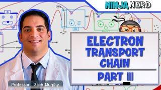 Metabolism  Electron Transport Chain DETAILED  Part 3