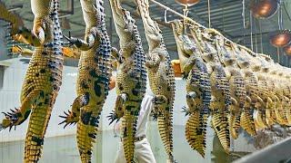 You will never sleep at night after seeing the crocodile meat production in this factory