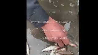 Обзор удаления внутренностей у мелкой рыбы от РостПищМаш