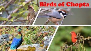 Chopta birding  Mandal  Uttarakhand