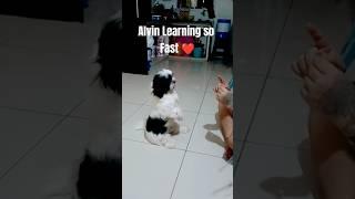 Smart Pup Alvin Incredible Learning Journey  #shorts