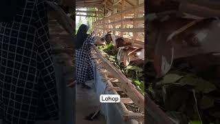 #shortvideo#domba #kambingboer#goat #kandangkambingboer #relaxingmusic #kambing #farming#kambingboer