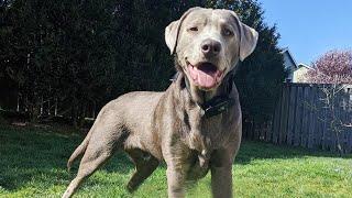 Silver Lab Dog Breed Information and Owner’s Guide