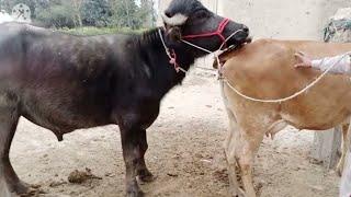 natural animal meetingcow bull and buffalo#hybridmating#crossmeeting