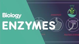 Enzymes  Cells  Biology  FuseSchool