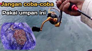 Mancing di laut umpan cacing laut.