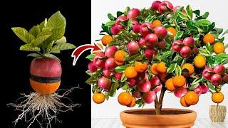 idea New Growing Orenge and Apples With Best techniques Easy to grow at home