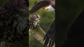 Siapa Penguasa Langit Sesungguhnya Elang VS Burung Hantu #shorts #elang #hewan