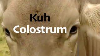 Colostrum der Kuh - Warum es so wirklich gut ist