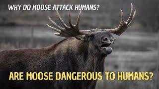  Facts about Moose  How Dangerous are Moose  Are Moose Dangerous to Humans?