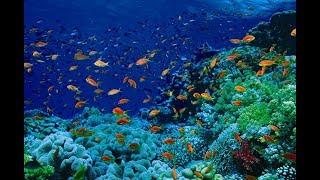 Оазис Австралии. Коралловый риф Нингалу.