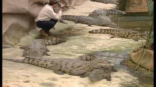 Cest pas sorcier - Les crocodiles