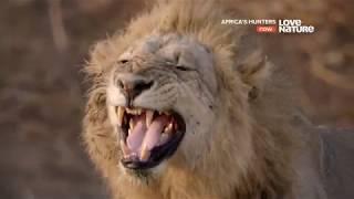 Африканские охотники  Africas Hunters  Прайд с подростками 5 серия 4K