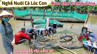 Mùa nước lũ 2024 Thu hoạch Cá Lóc con bán cho Campuchia giá rẻ chủ kêu lỗ vốn