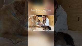 Golden Retriever bathes tiny kittens with kisses #leofucarev #dogs #kittens