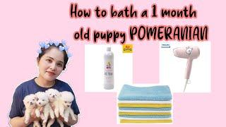 HOW TO BATH A NEWBORN PUPPY KAILAN PWEDE PALIGUAN  TAGALOG TUTORIAL #breeder #doglover