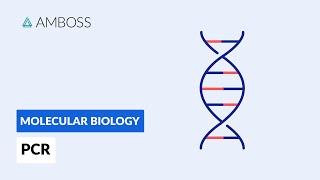 Polymerase Chain Reaction PCR DNA Amplification