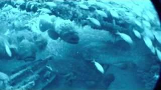 Bait Ball spearfishing and huge Goliath Grouper