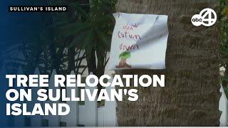 Sullivans Island will relocate nine of the islands historic palmettos to Fort Moultrie