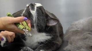 This Bowling Ball Of A Cat Really Knows How To Enjoy A Spa Day 