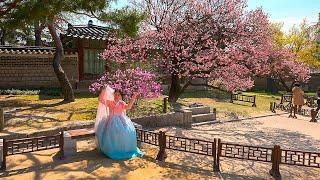 Seoul Cherry Blossom Season Tour of Changdeokgung Palace  Korea Travel Guide 4K HDR