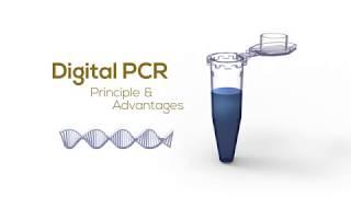 Digital PCR Principle & Advantages