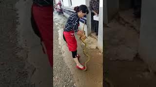 Sanke Killing Live by Young Girl  China Virus  Snake Cutting  Snake New videoGK Entertainments