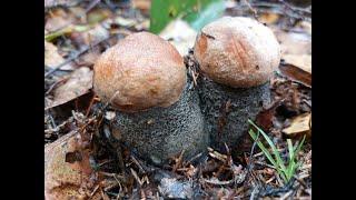 Грибная охота на благородные грибы октября 2023 года Грибник доволен