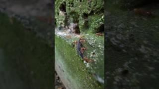 pasukan semut ini sedang berburu apakah kaki kalian pernah menjadi salah satu buruannya?