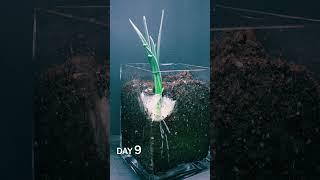 18 Onion in Soil Time Lapse