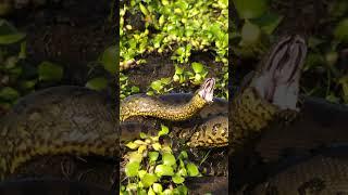 Anacondas in Amazon 101  #shorts #amazonjungle #anaconda