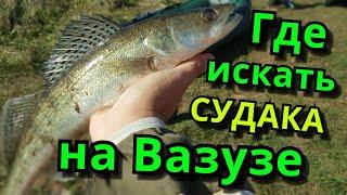 Хитрый Судак на Вазузском водохранилище. Вот где он был оказывается