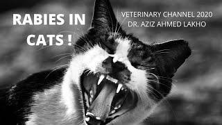 Rabies In Cats  Signs Of A Rabid Cat  Understanding Rabies In Cats