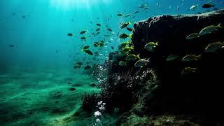 ASMR  White noise  Scuba diving  Underwater sounds  스쿠버 다이빙 백색소음  ホワイトノイズ スキューバダイビング
