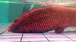 Giant Arapaima Fish 507 Pounds  230kg in a glass lake