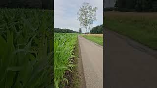 #green #sweet #corn #nature #naturelovers #countrysidelife #happy #shortvideo #viral #viralvideo
