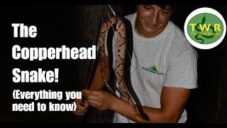 The Copperhead Snake Everything You Need To Know