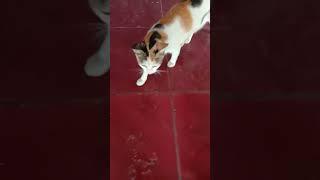 Kucing terkejut #shorts #videoshorts