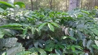Kebun kopi robusta di bawah pohon pinus