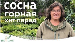 Сосна горная. Топ 10 лучших сортов