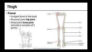 Lower Limb - Bones & Joints